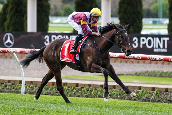 Evaporate’s Guineas audition at the Valley