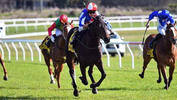 Kelsos vying to repeat history in Gold Trail