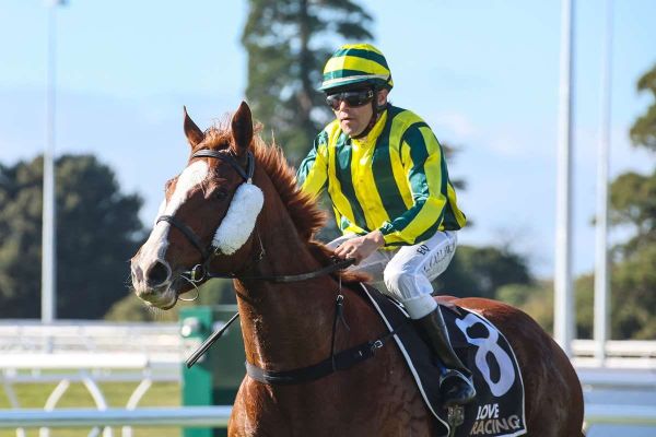 The Good Shepherd rewards Callaway at Oamaru