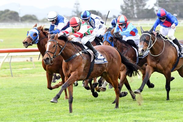 Broodmare paddock beckoning Malt Time