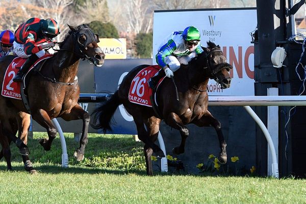 Wide barrier is to test high-class mare in Arrowfield
