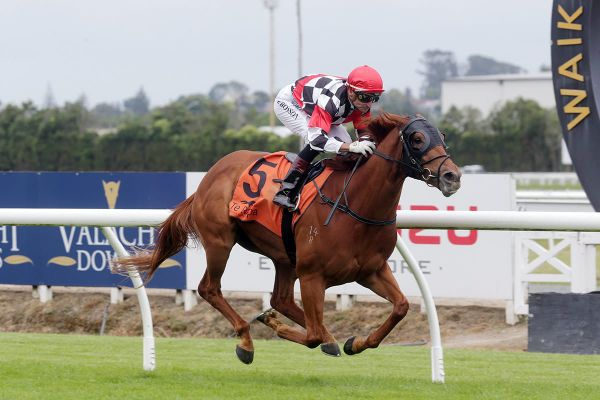 Quality sprinter is ready to rock at Te Rapa