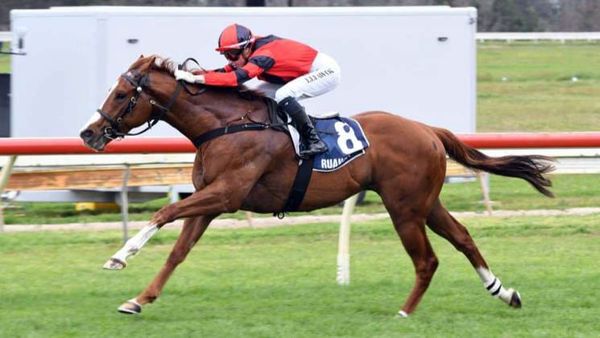 Travel-savvy colt primed for Ashburton test