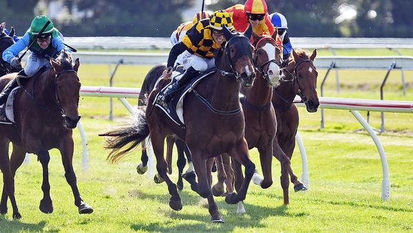 Stakes Winner Set for Tauranga Assignment