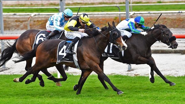One Bold Cat pounces on the Group One