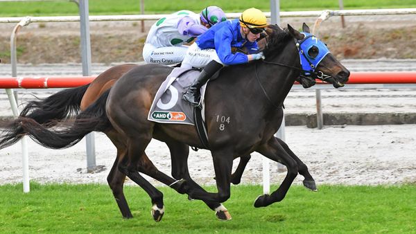 Mister Wolfgang targets the Geelong Cup