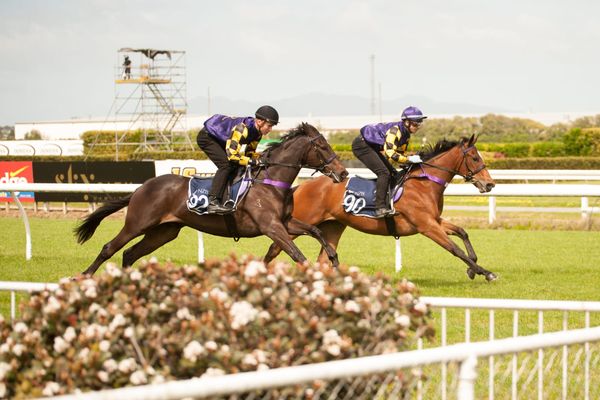 2YO's Scheduled to Breeze Up Next Week