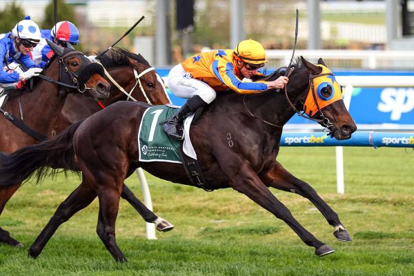 Te Akau target Caulfield features
