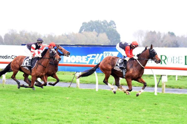 Gentle Giant Aims for Victory at Ascot Park