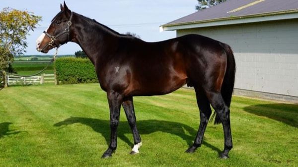 Cat’s bold run is a timely boost for Grangewilliam