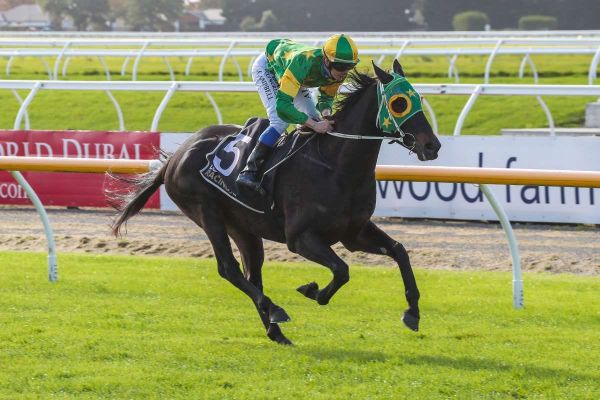 Local stable out in force at Wingatui