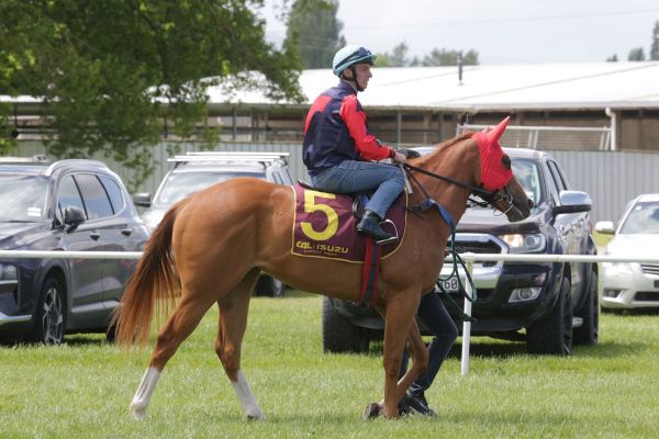TAB fillies making debut at Ellerslie