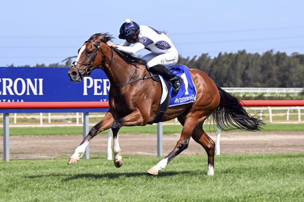 I’mintowin masters big weight first-up