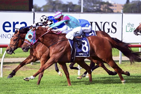 Nikau Spur claims NZB Beauford