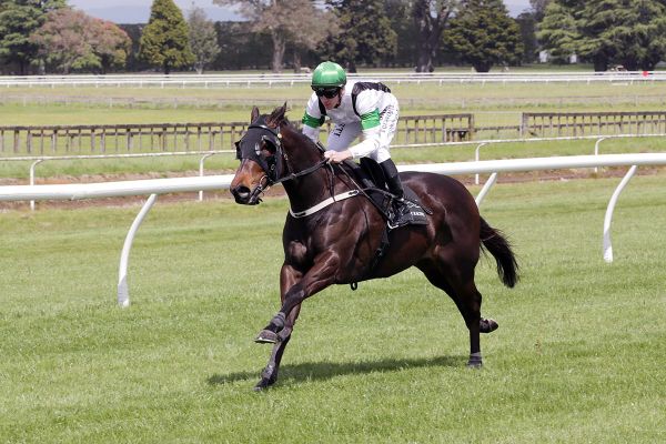 Stakes hopes in tip-top order for southern challenges