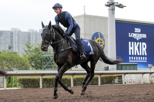 Antino out to continue NZ’s golden run in HK Mile
