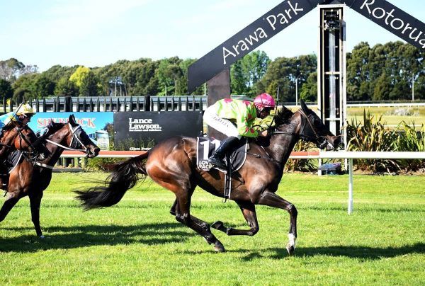 Divine Essence aiming for repeat at Rotorua