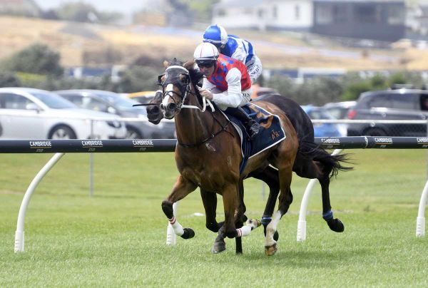 Confidence High in Kattegat’s Cup Chances at Otaki