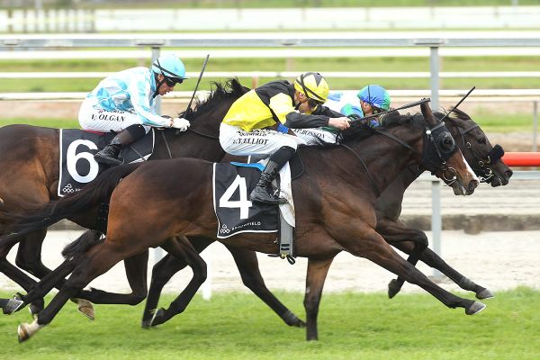 Cat set for bold play in Mufhasa Classic