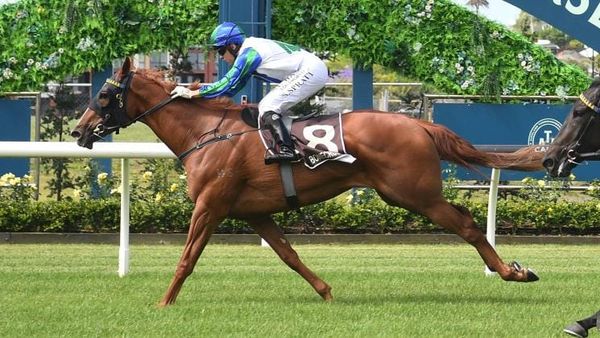 Wexford 3YOs Primed for Age-Group Features