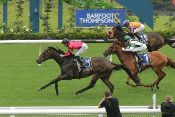 No doubt Willydoit an astute Karaka purchase