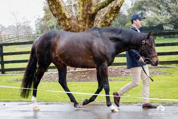 Wrote now the sire of 100% winners in Hong Kong.