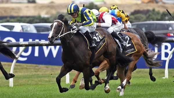 The King’s Men rally for NZB Kiwi slot