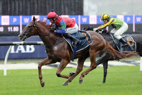 Trentham Challenge Awaits NZB Kiwi Contender