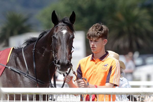 Te Akau out to boost feature prospects at Ellerslie