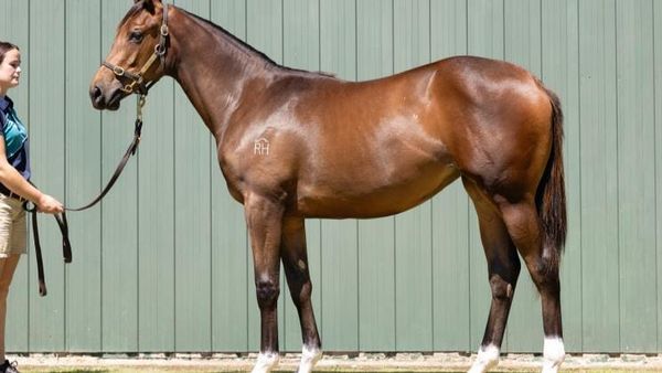 Star Rich Hill stallions well represented at Karaka