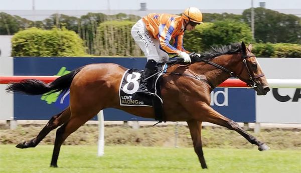 Ted Set to Don Two Hats at Karaka