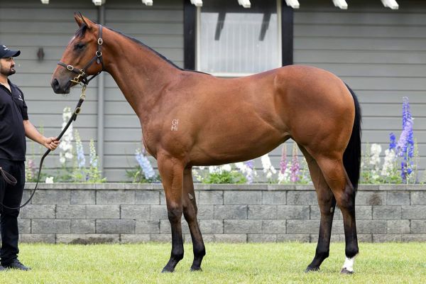 Westbury a major Karaka player again