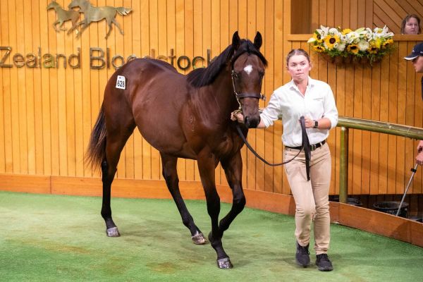 Sword Of State ends strong Karaka debut on a high