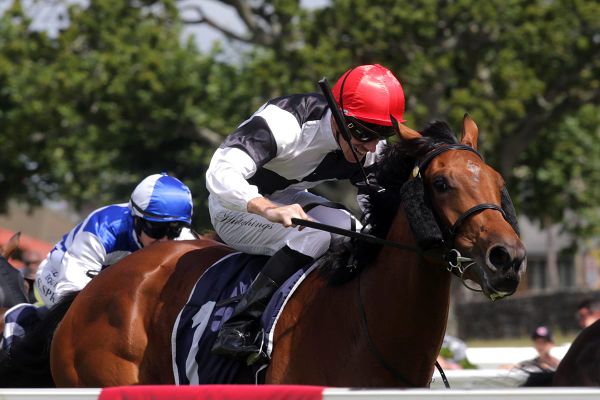 Real Class sold to Australian Bloodstock