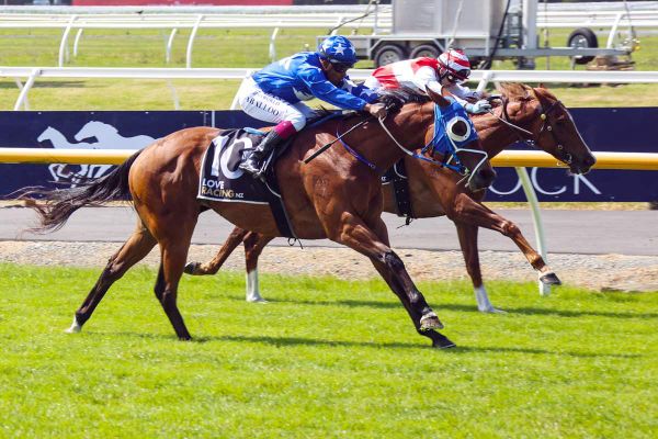 Group One performer Lady Telena for sale on gavelhouse.com