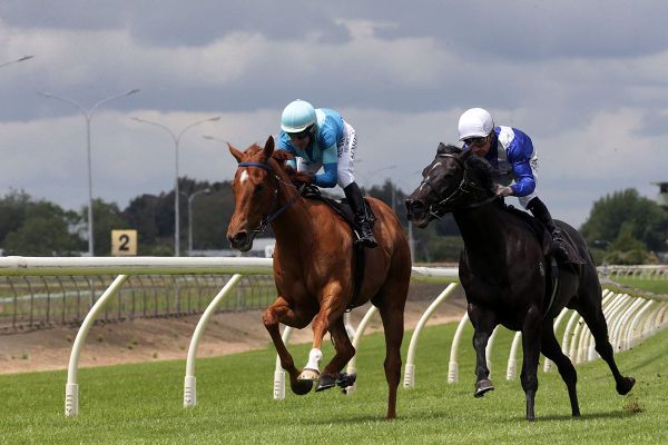 Sacred Satono looking to bounce back in BCD Group Sprint