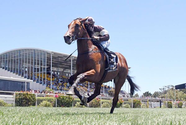 Trainer Seeks Change of Fortune with Talented 2YO