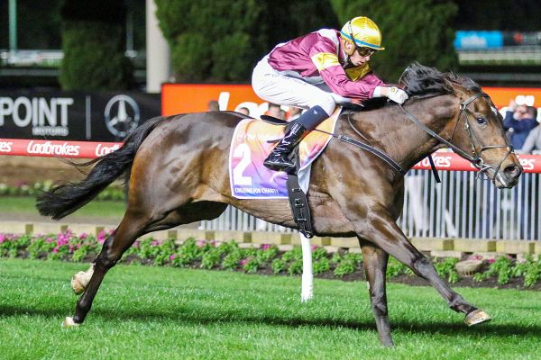 Dee eyes trans-Tasman three-year-old features