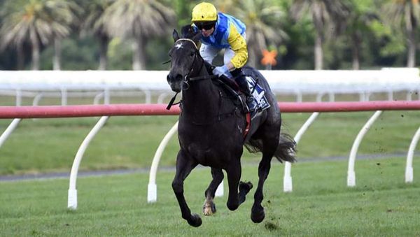 Hankee Alpha Representing Locals in NZB Kiwi