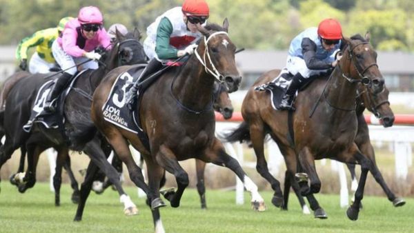 Barneswood Brady Nakhle Hoping for NZB Kiwi Golden Ticket