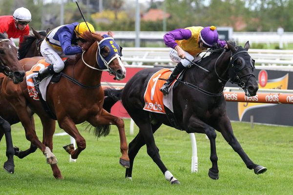 Rhinoceros steps up in distance