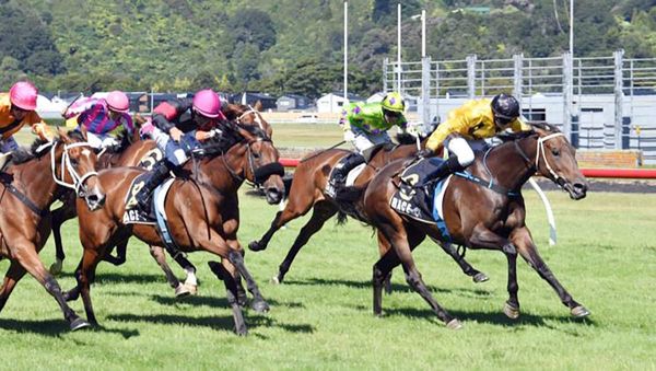 Wairarapa mare eyes stakes success at home