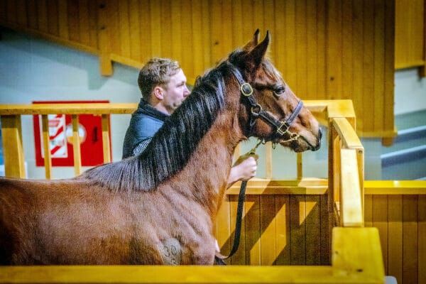Sale Date Finalised for 2025 Weanling Sales