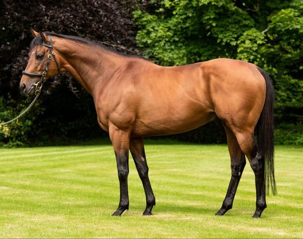 Circus Maximus filly makes winning Australian debut