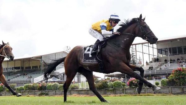 Improving Gelding Set for First Open Test