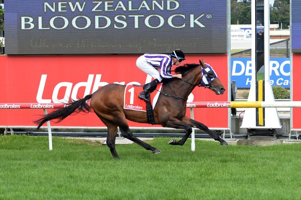 Henry Robin Set for New Zealand Debut