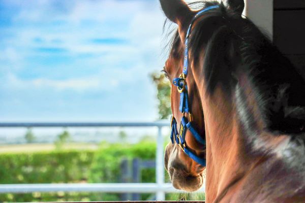 Bidding Now Open for the 2025 National Online Yearling Sale
