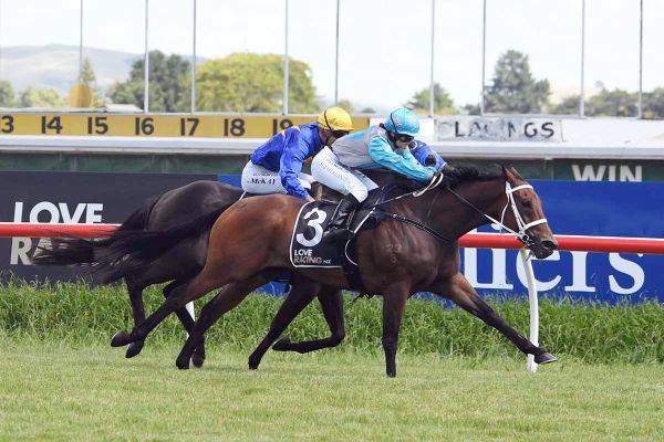 Evergreen Gelding Still Has a Spring in His Step