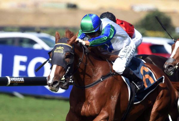 In-Form Kiwi Quartet Poised to Benefit Wexford