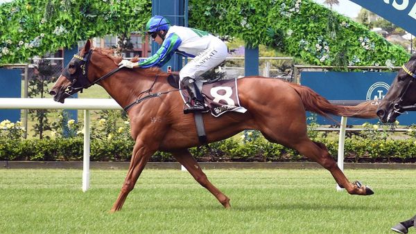 Another Wellington Guineas in Wexford’s sights